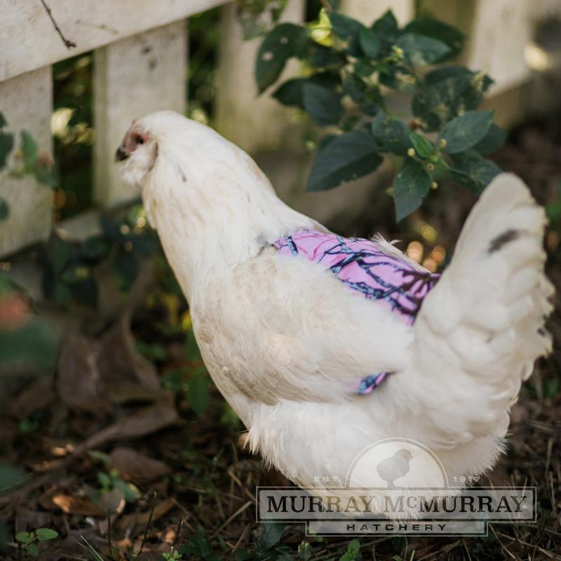 Dark Blue Amuzocity Chicken Saddle for Small Common Size Medium and Large Poultry 