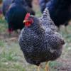 McMurray Hatchery Barred Rock (Plymouth Rock)