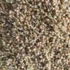 McMurray Hatchery Proso Sprouted Millet Closeup