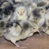 McMurray Hatchery Silver Spangled Hamburg Day-Old Baby Chicks