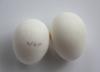McMurray Hatchery White Polish Eggs