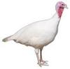 McMurray Hatchery Midget White Turkey
