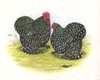 Murray McMurray Mottled Cochin pair color drawing
