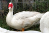 muscovy duck breeding flock