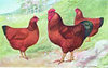 McMurray Hatchery New Hampshire chickens Jacky art drawing