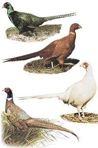 Pheasant Assortment