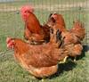 McMurray Hatchery Red Ranger Broilers