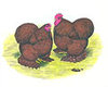 Murray McMurray Hatchery illustration of pair of Red Cochin bantams