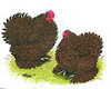 McMurray Hatchery Red Frizzle Cochin Bantams