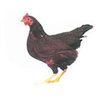Murray McMurray Rhode Island Red Bantam jacky art