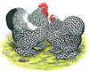 McMurray Hatchery Silver Laced Cochin Chicken Jacky art illustration