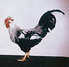 McMurray Hatchery Silver Leghorn rooster