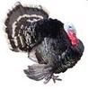 McMurray Hatchery Standard Bronze Turkey