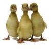 McMurray Hatchery Buff Ducklings
