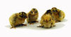 McMurray Hatchery Golden Penciled Hamburg chicks