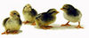 McMurray Hatchery Silver Gray Dorking chicks