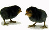 Quail Antwerp Belgian Bantam chicks