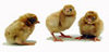McMurray Hatchery White Laced Red Cornish baby chicks