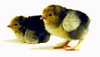 McMurray Hatchery Buff Brahman chicks