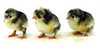 McMurray Hatchery White Langshan Chicks