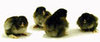 McMurray Hatchery Partridge Cochin chicks