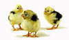 McMurray Hatchery Mottled Houdan chicks