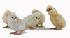 McMurray Hatchery Buff Laced Polish chicks