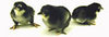 McMurray Hatchery Black Minorca chicks
