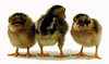 McMurray Hatchery Singel Comb Brown Leghorn chicks