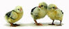 McMurray Hatchery Silver Spangled Hamburg chicks