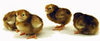 McMurray Hatchery Red Leghorn chicks