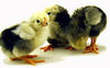 McMurray Hatchery Columbian Wyandotte chicks