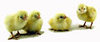 McMurray Hatchery White Wyandotte chicks