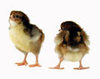 McMurray Hatchery Speckled Sussex baby chicks