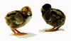 McMurray Hatchery Dark Cornish chicks