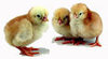 McMurray Hatchery Murray's Big Red Broiler chicks