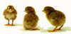 McMurray Hatchery Rhode Island Red chicks