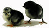 McMurray Hatchery Black Australorp Day-Old Baby Chicks