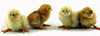 McMurray Hatchery Red Star chicks