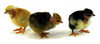 McMurray Hatchery Turken chicks