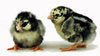 McMurray Hatchery Silver Laced Wyandotte chicks