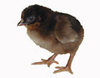 Murray McMurray Rhode Island Red bantam chick