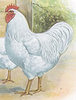 McMurray Hatchery Whote Orpington rooster Jacky art drawing