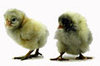 McMurray Hatchery White Orpington baby chicks