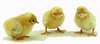 Murray McMurray Hatchery Black Tailed Buff Japanese bantam chicks
