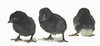 Black Japanese baby chicks