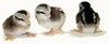 Murray McMurray Hatchery silver duckwing chicks