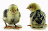Murray McMurray silver sebright bantam chicks
