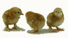 Murray McMurray Hatchery 3 Red Cochin bantam chicks