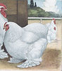 Murray McMurray Hatchery White Cochin bantam illustration